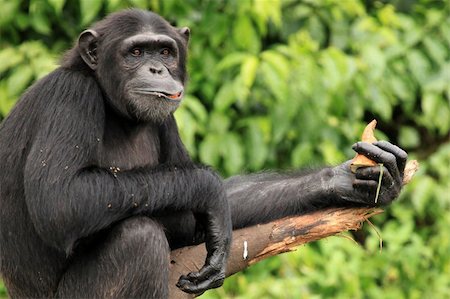 simsearch:400-05291791,k - Chimpanzee Sanctuary, Game Reserve - Uganda, East Africa Photographie de stock - Aubaine LD & Abonnement, Code: 400-04707551