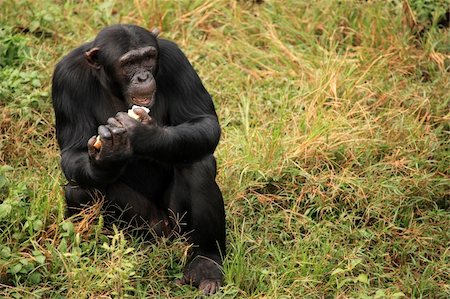 simsearch:400-04707552,k - Chimpanzee Sanctuary, Game Reserve - Uganda, East Africa Fotografie stock - Microstock e Abbonamento, Codice: 400-04707553