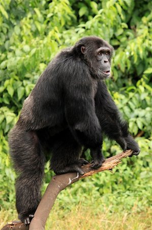 simsearch:400-04707552,k - Chimpanzee Sanctuary, Game Reserve - Uganda, East Africa Fotografie stock - Microstock e Abbonamento, Codice: 400-04707566