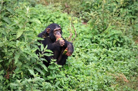 simsearch:400-05243123,k - Chimpanzee Sanctuary, Game Reserve - Uganda, East Africa Stockbilder - Microstock & Abonnement, Bildnummer: 400-04707561