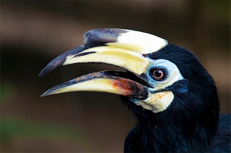 simsearch:400-04337211,k - Close up on Exotic Black Malaysian Hornbill. Fotografie stock - Microstock e Abbonamento, Codice: 400-04707620