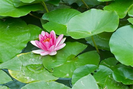 simsearch:400-06068658,k - A flowering lily plant in a park pond Stock Photo - Budget Royalty-Free & Subscription, Code: 400-04707630