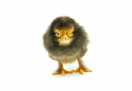 simsearch:400-05194519,k - Cute little baby chicken isolated on white background Foto de stock - Royalty-Free Super Valor e Assinatura, Número: 400-04707726