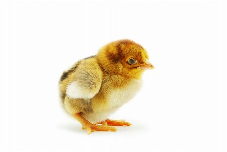 simsearch:400-05194519,k - Cute little baby chicken isolated on white background Foto de stock - Super Valor sin royalties y Suscripción, Código: 400-04707729