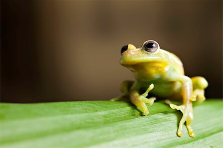 rain forest green animal - green tree frog on leaf in tropical amazon rainforest background with copy space Stock Photo - Budget Royalty-Free & Subscription, Code: 400-04707846