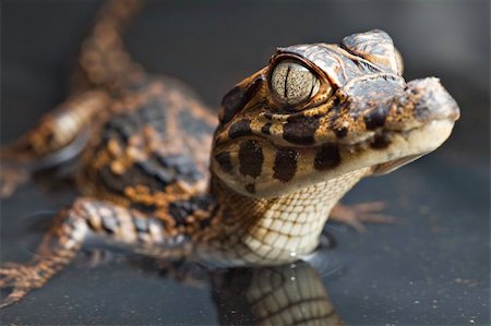 young cayman in water with reflection reptile with beautiful eyes Foto de stock - Super Valor sin royalties y Suscripción, Código: 400-04707847