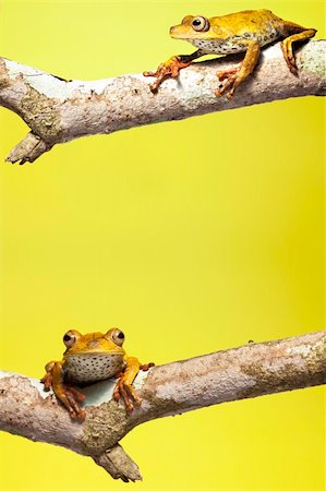 peru animals in the jungle - tree frog on branch yellow background with copy space Stock Photo - Budget Royalty-Free & Subscription, Code: 400-04707849