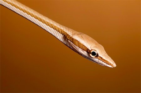 simsearch:400-05243274,k - snake serpent reptile with copy space Fotografie stock - Microstock e Abbonamento, Codice: 400-04707854