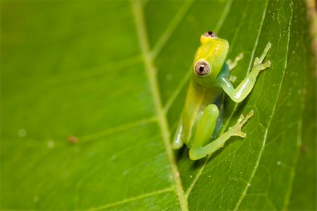 peru animals in the jungle - frog amphibian treefrog rainforest branch tropical Stock Photo - Budget Royalty-Free & Subscription, Code: 400-04707859