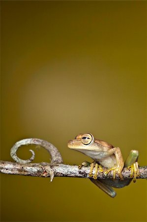 simsearch:400-05243274,k - frog amphibian treefrog rainforest branch copy space background Fotografie stock - Microstock e Abbonamento, Codice: 400-04707933