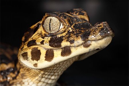 peru animals in the jungle - juvenile spectacle caiman with reflection Stock Photo - Budget Royalty-Free & Subscription, Code: 400-04707957