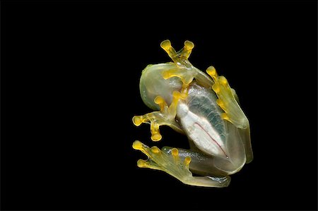 simsearch:400-05243274,k - transparent belly of a glass frog heart and intestines visible Fotografie stock - Microstock e Abbonamento, Codice: 400-04707969