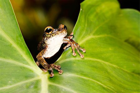 simsearch:400-05243274,k - Osteocephalus leprieurii tree frog in the bolivian rain forest sitting on big leaf Fotografie stock - Microstock e Abbonamento, Codice: 400-04707975