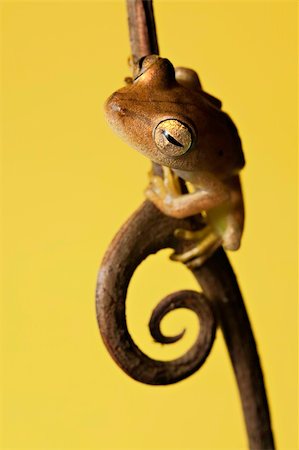 simsearch:400-04707951,k - tree frog with big eyes sitting on twig Stock Photo - Budget Royalty-Free & Subscription, Code: 400-04707982