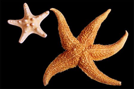 pshenichka (artist) - two starfishes on black background Stock Photo - Budget Royalty-Free & Subscription, Code: 400-04708293