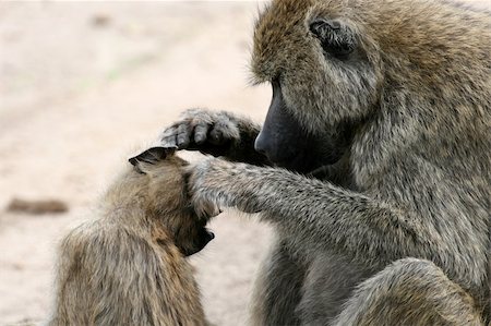 simsearch:400-05243538,k - Baboon - Tarangire National Park - Wildlife Reserve in Tanzania, Africa Stock Photo - Budget Royalty-Free & Subscription, Code: 400-04708345
