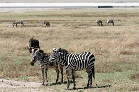 simsearch:851-02963319,k - Zebra, Ngorongoro Crater, Nature Reserve in Tanzania, East Africa Foto de stock - Super Valor sin royalties y Suscripción, Código: 400-04708356