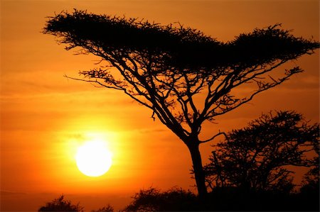 photo of lone tree in the plain - Sun Setting over Serengeti Wildlife Conservation Area, Safari, Tanzania, East Africa Stock Photo - Budget Royalty-Free & Subscription, Code: 400-04708353