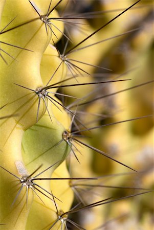 simsearch:400-07481426,k - Close up take of a yellow cactus plant Foto de stock - Super Valor sin royalties y Suscripción, Código: 400-04708460