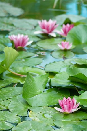 simsearch:400-06068658,k - Pond scene, several lily flowers with selective focus Stock Photo - Budget Royalty-Free & Subscription, Code: 400-04708462