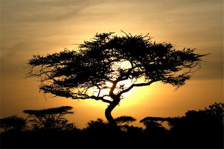 photo of lone tree in the plain - Sun Setting over Serengeti Wildlife Conservation Area, Safari, Tanzania, East Africa Stock Photo - Budget Royalty-Free & Subscription, Code: 400-04708524