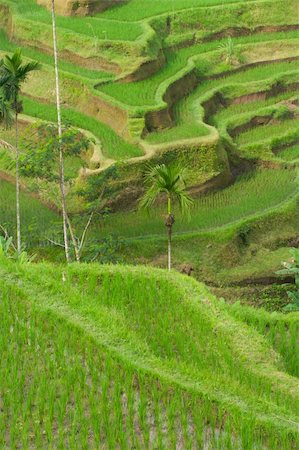 Green rice terraces on Bali island Stock Photo - Budget Royalty-Free & Subscription, Code: 400-04708637