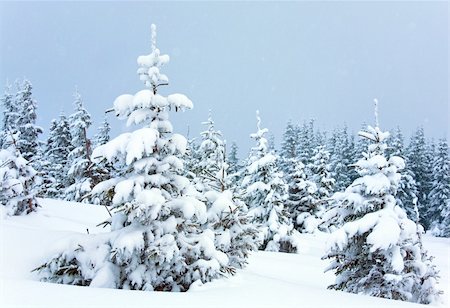 simsearch:400-04319458,k - winter calm mountain landscape with snowfall ang beautiful fir trees  on slope (Kukol Mount, Carpathian Mountains, Ukraine) Stock Photo - Budget Royalty-Free & Subscription, Code: 400-04708825