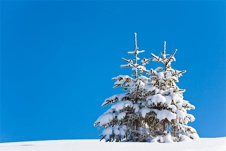 simsearch:400-04639977,k - Two winter lonely snowy fir trees on mountainside on blue sky background Photographie de stock - Aubaine LD & Abonnement, Code: 400-04708826