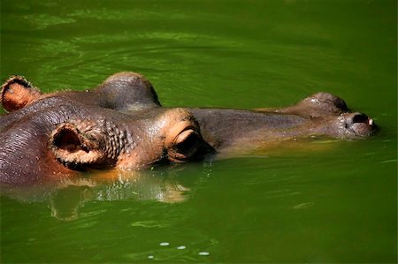 river eye - Hippopotamus in water. Safari-park. Bali. Indonesia Fotografie stock - Microstock e Abbonamento, Codice: 400-04708842