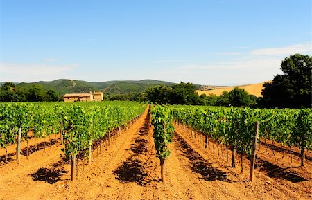 Hill Of Toscana With Vineyard In The Chianti Region Stock Photo - Budget Royalty-Free & Subscription, Code: 400-04708859