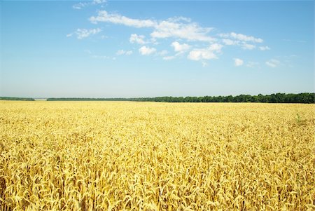 simsearch:400-05297405,k - Field of wheat over blue sky Foto de stock - Super Valor sin royalties y Suscripción, Código: 400-04708869