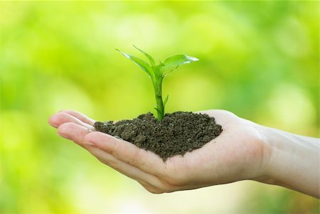 plant in the hand on green background Stock Photo - Budget Royalty-Free & Subscription, Code: 400-04708872