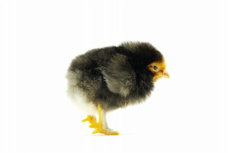 simsearch:400-05194519,k - Cute little baby chicken isolated on white background Foto de stock - Super Valor sin royalties y Suscripción, Código: 400-04708892