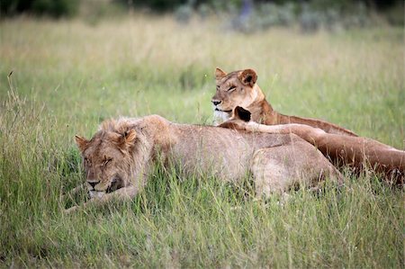 simsearch:400-04709025,k - Lion - Maasai Mara National Park in Kenya, Africa Photographie de stock - Aubaine LD & Abonnement, Code: 400-04709017