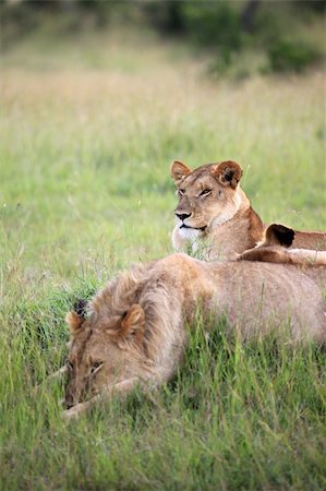 simsearch:400-05243712,k - Lion - Maasai Mara National Park in Kenya, Africa Photographie de stock - Aubaine LD & Abonnement, Code: 400-04709018