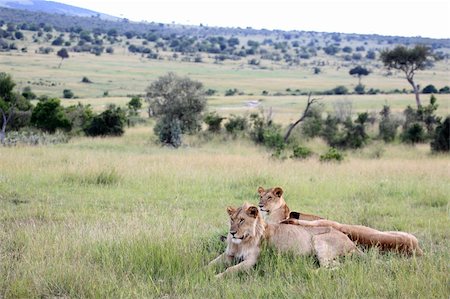 simsearch:400-06859317,k - Lion - Maasai Mara National Park in Kenya, Africa Stockbilder - Microstock & Abonnement, Bildnummer: 400-04709019