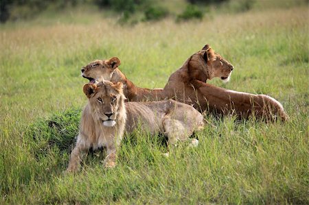 simsearch:400-06859317,k - Lion - Maasai Mara National Park in Kenya, Africa Stockbilder - Microstock & Abonnement, Bildnummer: 400-04709024