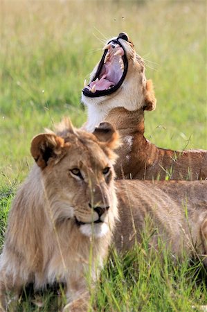 Lion - Maasai Mara National Park in Kenya, Africa Stock Photo - Budget Royalty-Free & Subscription, Code: 400-04709026