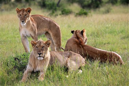 simsearch:400-04709025,k - Lion - Maasai Mara National Park in Kenya, Africa Photographie de stock - Aubaine LD & Abonnement, Code: 400-04709027