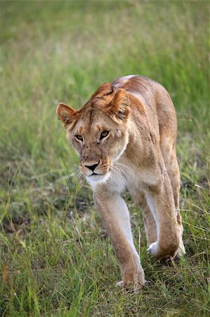 simsearch:400-07922590,k - Lion - Maasai Mara National Park in Kenya, Africa Stockbilder - Microstock & Abonnement, Bildnummer: 400-04709028