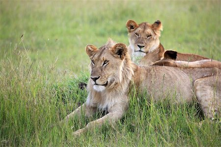 simsearch:400-06859317,k - Lion - Maasai Mara National Park in Kenya, Africa Stockbilder - Microstock & Abonnement, Bildnummer: 400-04709020