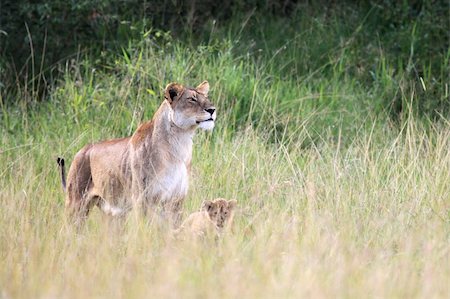 simsearch:400-04709025,k - Lion - Maasai Mara National Park in Kenya, Africa Photographie de stock - Aubaine LD & Abonnement, Code: 400-04709021