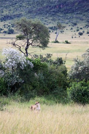 simsearch:400-05243712,k - Lion - Maasai Mara National Park in Kenya, Africa Photographie de stock - Aubaine LD & Abonnement, Code: 400-04709022