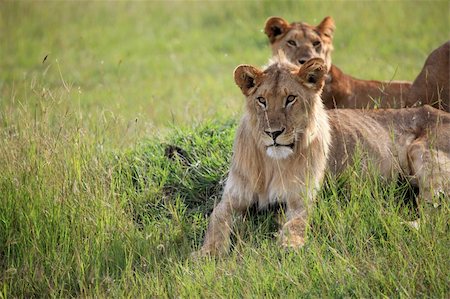 simsearch:400-05243712,k - Lion - Maasai Mara National Park in Kenya, Africa Photographie de stock - Aubaine LD & Abonnement, Code: 400-04709023