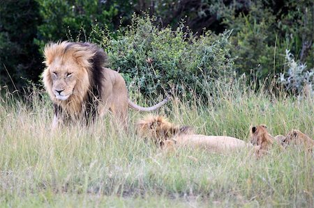 simsearch:400-04707566,k - Lion - Maasai Mara National Park in Kenya, Africa Photographie de stock - Aubaine LD & Abonnement, Code: 400-04709030