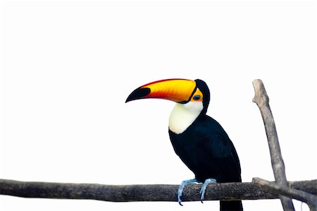 simsearch:400-08997409,k - A beautiful portrait of a toucan against a white background. Foto de stock - Super Valor sin royalties y Suscripción, Código: 400-04709274