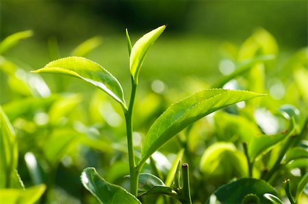 Tea Plantations at Cameron Highlands Malaysia. Stock Photo - Budget Royalty-Free & Subscription, Code: 400-04709285