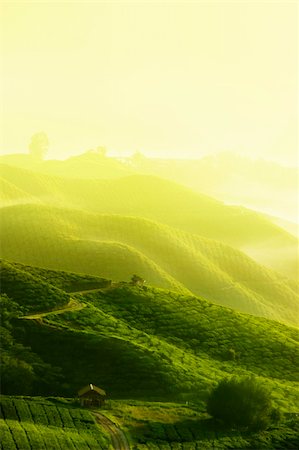 simsearch:841-03502604,k - Tea Plantations at Cameron Highlands Malaysia. Sunrise in early morning with fog. Foto de stock - Super Valor sin royalties y Suscripción, Código: 400-04709281