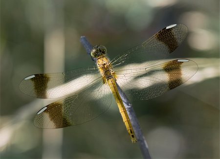 simsearch:400-06560180,k - Macrophoto of a dragonfly Stock Photo - Budget Royalty-Free & Subscription, Code: 400-04709598