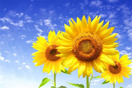 simsearch:400-05682398,k - Yellow sunflowers and blue sky Stock Photo - Budget Royalty-Free & Subscription, Code: 400-04709626